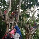 Demi Kuliah Online, Mahasiswa Simeulue Rela Manjat Pohon Demi Mendapatkan Jaringan Internet