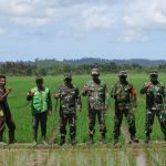 Dandim 0115/Simeulue Beserta Pasi Ter Kodim, Cek Perkembangan Taman Padi