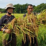 Salah Satu Anggota DPRK Simeulue Pantau Perkembangan Panen Padi Humasa Sebbel