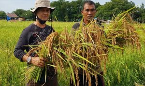 Salah Satu Anggota DPRK Simeulue Pantau Perkembangan Panen Padi Humasa Sebbel