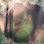 Nyaris Punah Keberadaan Burung Manyar Berkembang Biak di Desa Ciranggon