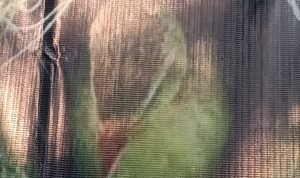 Nyaris Punah Keberadaan Burung Manyar Berkembang Biak di Desa Ciranggon