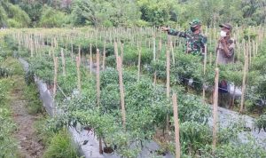 Batituud Koramil 06/Teluk Dalam Bersama Petani Pantau Pertumbuhan Tanaman Cabe