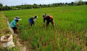 Ketahananan Pangan Kunci Melewati Pandemi