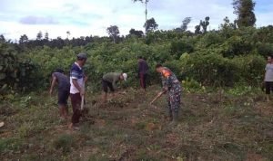 Babinsa Koramil 03/Teupah Selatan Gotong Royong Buat Lapangan Bola Volly