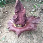 Bunga Bangkai Tumbuh di Taman Lockdown Bikin Gempar Warga Bekasi