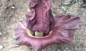 Bunga Bangkai Tumbuh di Taman Lockdown Bikin Gempar Warga Bekasi