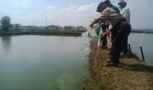 Koramil 01 Teluknaga Tebar 17.560 Bibit Ikan  Bandeng