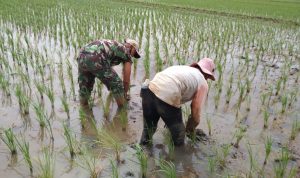 Babinsa Koramil 13 Kedung Waringin Turun ke Sawah