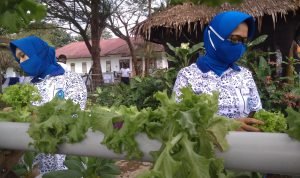 Lanal Simeulue dan Ibu-ibu Jalasenastri Cab 8 Korcab I DJA I Melaksanakan Panen Perdana Tanaman Hidroponik