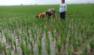 Guna Menjaga Ketahanan Pangan, Babinsa Turun Kesawah