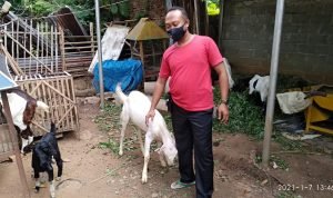 Dua Anggota Polres Blora Jadi Pelopor Ternak Kambing Persilangan