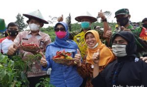 Harga Cabai Meroket, Teti Rohatiningsih Panen Raya di Palugon