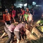 Samapta Polda Sulut Evakuasi Pohon Tumbang di Jalan Ari Lasut Manado