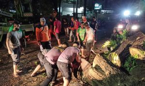 Samapta Polda Sulut Evakuasi Pohon Tumbang di Jalan Ari Lasut Manado
