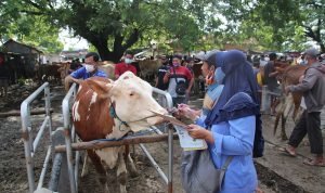 Dinnakikan Blora Optimalkan Pelayanan Kesehatan Ternak Masyarakat dan Pasar Hewan