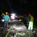 Polisi Bersama Unsur Terkait Evakuasi 2 Pohon Tumbang di Tinoor