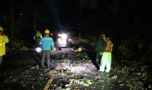 Polisi Bersama Unsur Terkait Evakuasi 2 Pohon Tumbang di Tinoor
