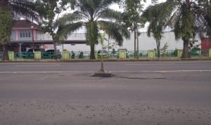 Wujud Protes, Warga Tanam Pohon Pisang