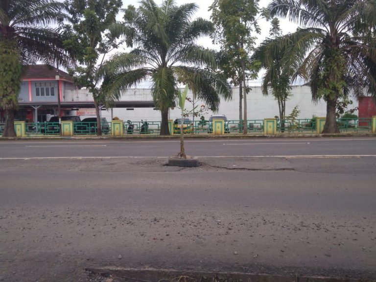 Wujud Protes, Warga Tanam Pohon Pisang