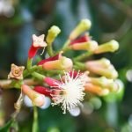 Bupati Simeulue Surati Perusahaan Rokok PT. Gudang Garam Tbk, Agar Harga Cengkeh Bisa Naik