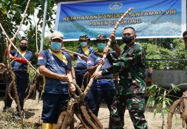 Danlantamal VIII Pimpin Panen Singkong