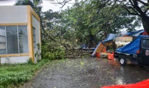 Pohon Tumbang di Tangerang, Timpa Kios Pedagang Buah