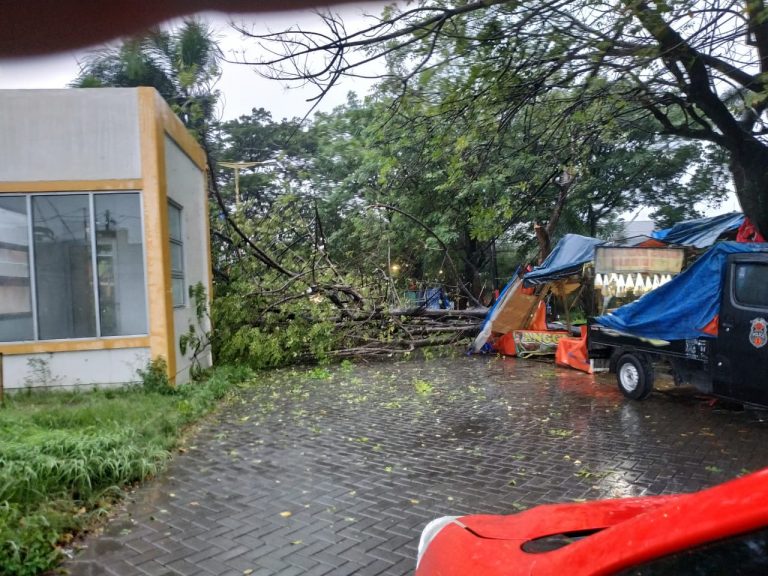 Pohon Tumbang di Tangerang, Timpa Kios Pedagang Buah