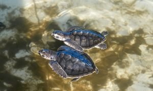 Gubernur NTB Lepas Penyu di Pantai Mapak