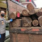 Pelaku Ilegal Loging Diamankan Satreskrim Polres Blora, BB 34 Batang Kayu Sonokeling