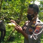 Sambang Kapolsek Kradenan ke Petani Jambu Kristal, Wujudkan Ketahanan Pangan