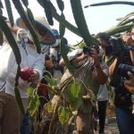 Wakil Gubernur DKI Panen Buah Naga dan Sayur di Kebun Bibit Kamal Muara
