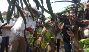 Wakil Gubernur DKI Panen Buah Naga dan Sayur di Kebun Bibit Kamal Muara