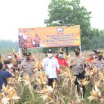 Seluas 5 Hektar Lahan Jagung Hibrida Dipanen Wabup Bersama Wakapolda Banten