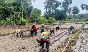Babinsa Terjun ke Sawah Bantu Menanam Padi Milik Warga Binaan