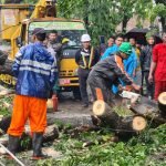 13 Pohon Tumbang Akibat Hujan Lebat dan Angin Kencang di Kabupaten Gowa