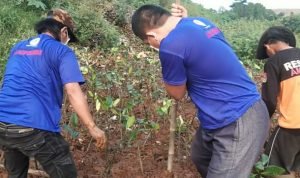 AMPHIBI Tanam 500 Pohon Mangrove di TPA Bantar Gebang
