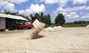 Ampas Singkong Anjlok, Warga Mejerit