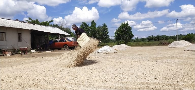 Ampas Singkong Anjlok, Warga Mejerit
