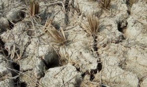 Ratusan Hektare Sawah di Mesuji Kekeringan