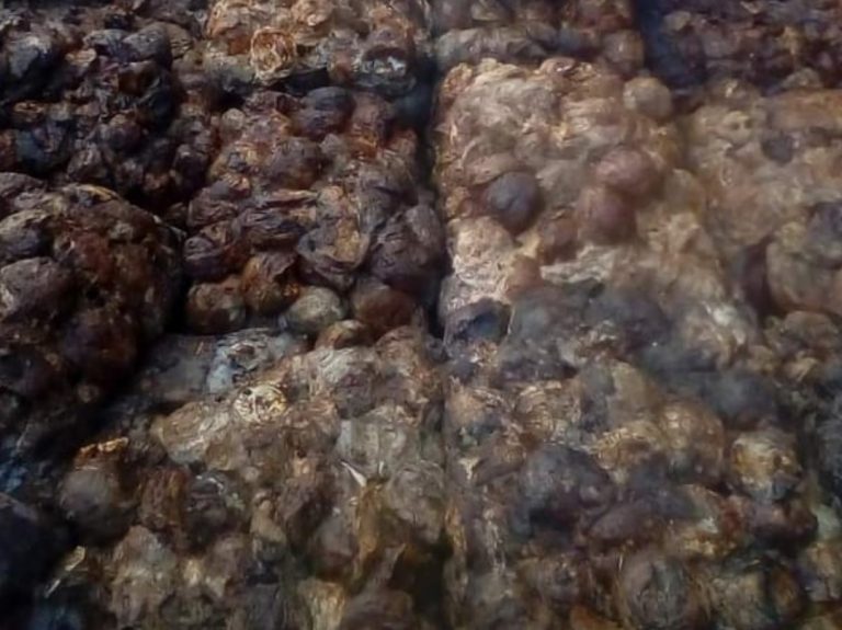 Getah Karet Mesuji Naik