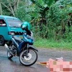 Seorang Wanita Pengendara Motor Meninggal Dunia Akibat Kecelakaan Lalu Lintas