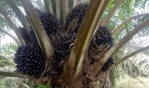 Harga Sawit di Mesuji Lampung Naik