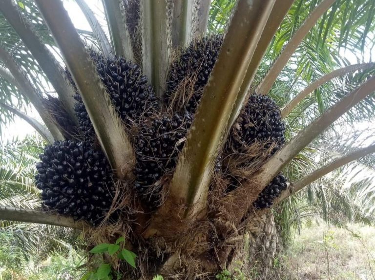 Harga Sawit di Mesuji Lampung Naik