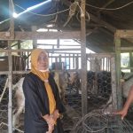 Penjualan Kambing Kurban Dua Tahun Terakhir Merosot Tajam