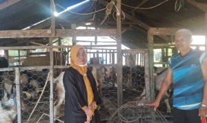 Penjualan Kambing Kurban Dua Tahun Terakhir Merosot Tajam
