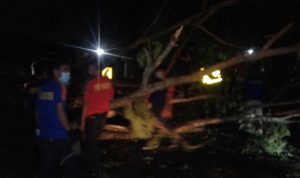 Pohon Pinggir Jalan Nasional Desa Suwaan Jatuh, Mobil Kontainer Melarikan Diri