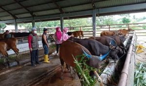 Dinas Pertanian Pastikan Kesiapan RPH untuk Penyembelihan Hewan Kurban