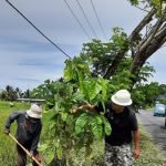 Alumni Smanto 170 Tondano, Gelar Kegiatan Perawatan Pertumbuhan Tanaman Tabebuya