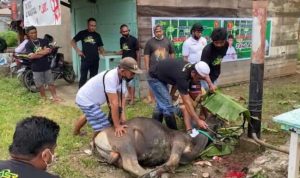 Special Idul Adha Relawan ASR Bagi Daging Kurban Bersama Partai Gerinda Bombana